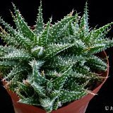 Aloe 'Pepe' P1120301.JPG